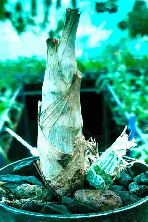 Clow. Black Jade X Ctsm.(Susan Fuch's X hookeri) – EXOTICA ORCHIDS