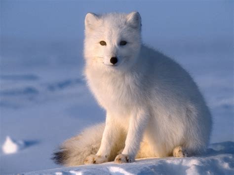 Cute Arctic Fox New Arctic Fox Cubs Have The Cute Factor At Wild