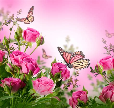 🔥 [50+] Beautiful Butterflies and Flowers Wallpapers | WallpaperSafari