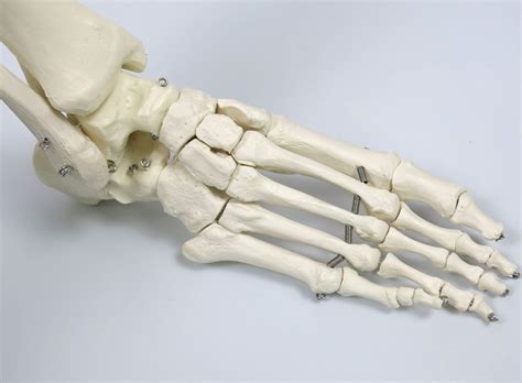 3B Scientific Human Anatomy - A10 Skeleton Model, Classic + free ...