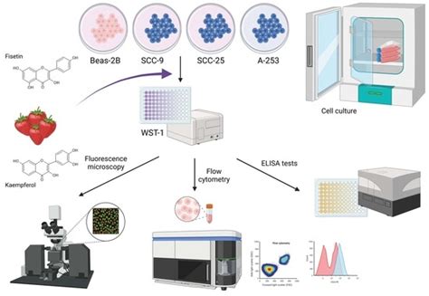 Kaempferol and Fisetin-Related Signaling Pathways Induce Apoptosis in ...