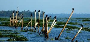 Birds Watching in Kerala - Just Kerala