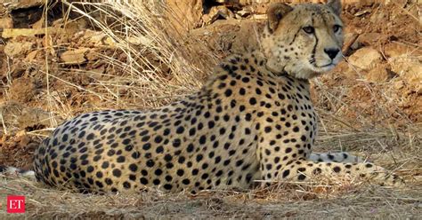 Namibia Cheetah Death: Fatalities normal if animals introduced to new ...