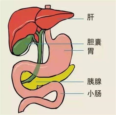 肝脏和胆的位置图,肝位置图,肝区疼痛位置图图片_大山谷图库