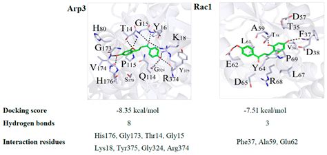 Dragon’s Blood Regulates Rac1-WAVE2-Arp2/3 Signaling Pathway to Protect ...