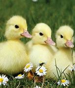 Image result for Pictures of Baby Farm Animals