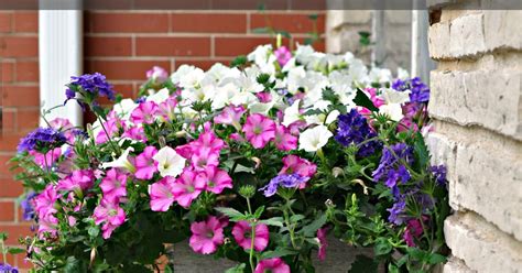 How to Build a Window Box 的图像结果