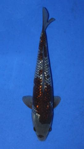 Home – P.VR. Koi Centre