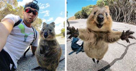 This Adorable And Friendly Quokka Can't Get Enough Of The Man Who Took ...
