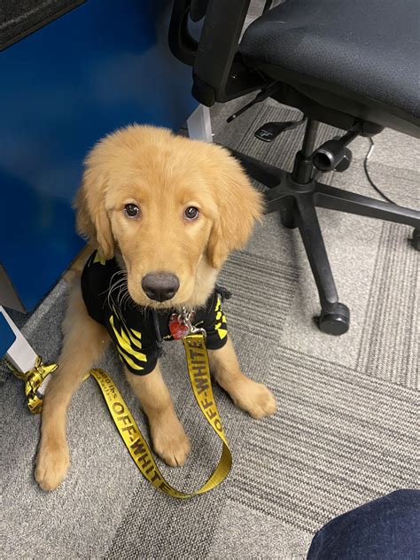 √√ Golden Retriever Dog Pennsylvania USA - Buy Puppy In Your Area