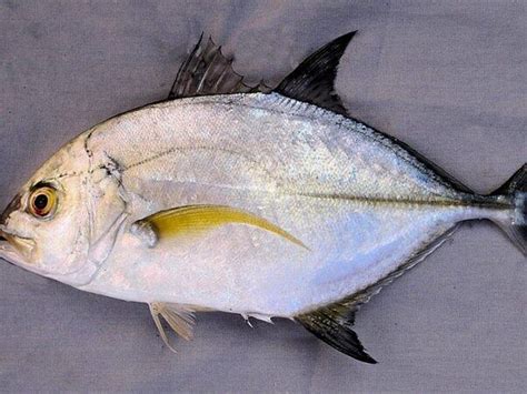 Salmon fish in Tamil with photo | சால்மன் மீன் எனும் கிழாங்கு மீன் ...