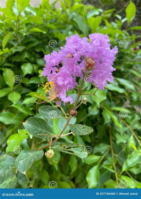 Flower of Crepe Myrtle Plant Known As Purple Magic Stock Photo - Image ...
