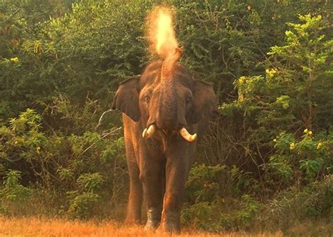 Visit Yala National Park in Sri Lanka | Audley Travel