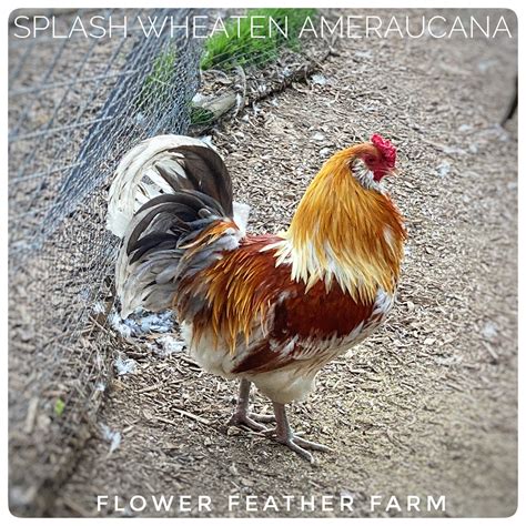 Splash Ameraucana Hen at Karen Evans blog