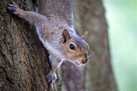 Do Dogs Hate Squirrels