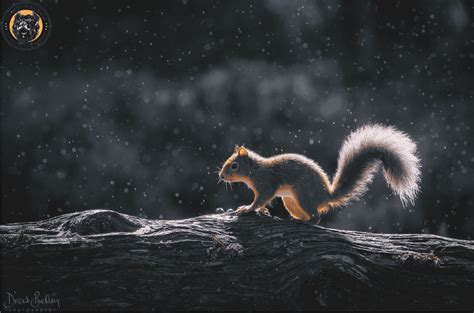 Are Squirrels Nocturnal? The Correct Answer