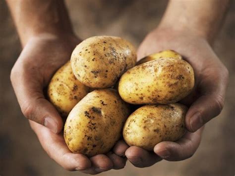 发芽的土豆到底能不能吃？答案来了，越早叮嘱家人越好_腾讯新闻