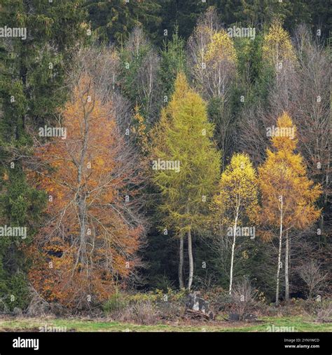 Various deciduous trees birch hi-res stock photography and images - Alamy