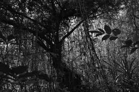 Chintamoni Kar Bird Sanctuary, kolkata, India - Top Attractions, Things ...