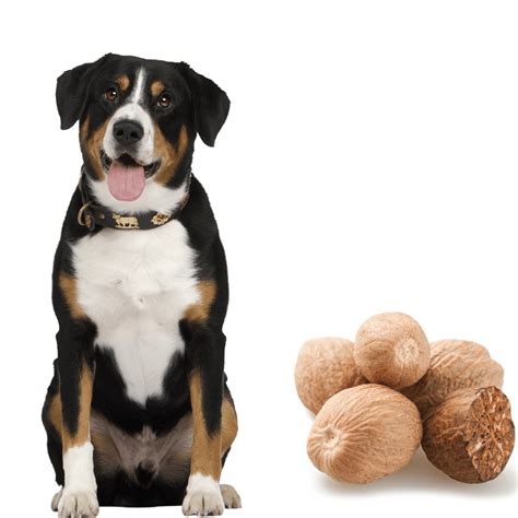 Can Dogs Eat Nutmeg? Is Nutmeg Safe For Dogs? - Rested Paws