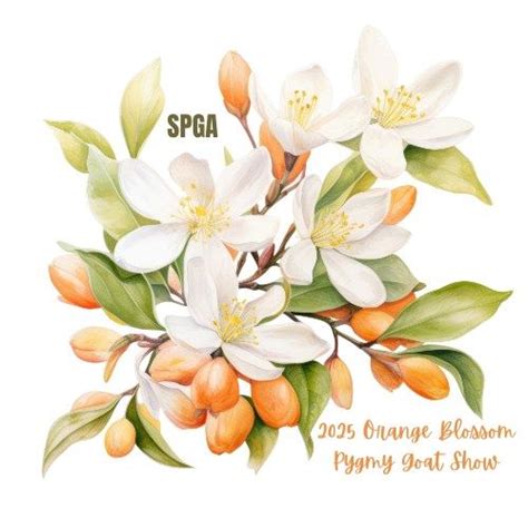 2025 Orange Blossom Pygmy Goat Show, Porterville Fairgrounds..!! ;), 8 ...