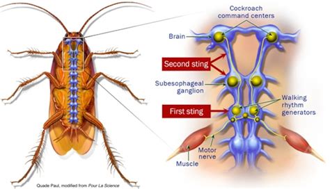 Do Cockroaches Have Brains