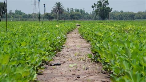 庄稼 的图像结果
