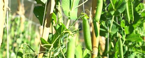 豌豆苗在土里怎样种植 —【发财农业网】