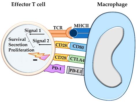 The PD-1/PD-L1 Pathway: A Perspective on Comparative Immuno-Oncology