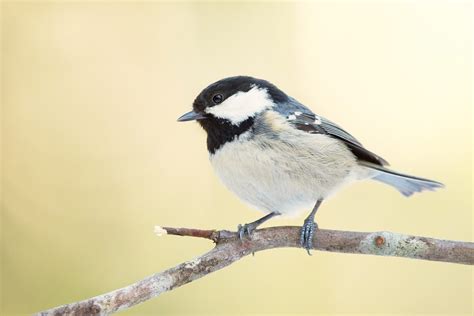 Birdwatch ID Guide: Identify Types of British Tits & Finches
