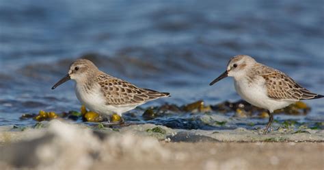 Bandon Marsh National Wildlife Refuge | U.S. Fish & Wildlife Service