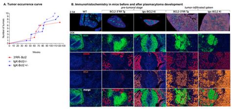 Distinct B-Cell Specific Transcriptional Contexts of the BCL2 Oncogene ...