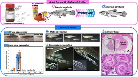 Masculinization of Adult Gambusia holbrooki: A Case of Recapitulation ...