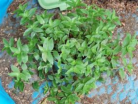 Image result for Wandering Jew Plant Striped