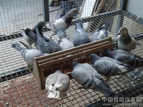 中华信鸽（我的鸽舍）--中国信鸽信息网相册