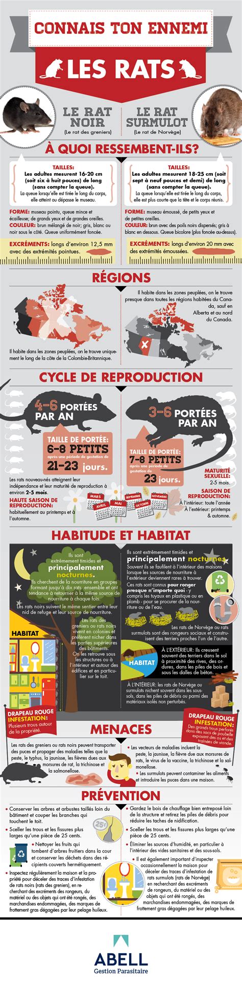 Le rat noir (le rat des greniers)