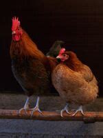 pollo en inglés, traducción, español - inglés diccionario | Glosbe