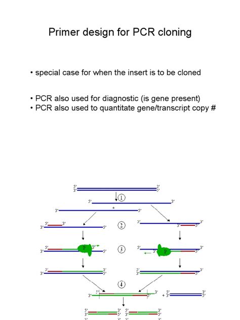 Image result for Primer Design Example