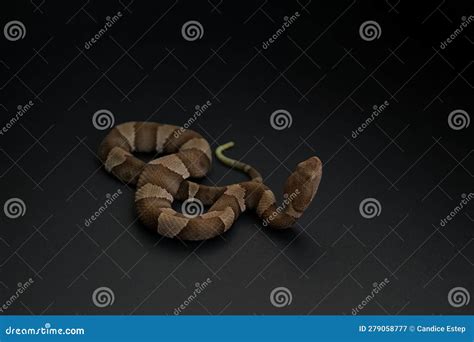 Venomous Copperhead Snake on Black Background Stock Image - Image of reptile, viper: 279058777