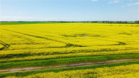 Drone overview of blooming rapeseed field with tractor lines and ...