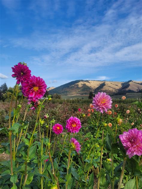 Hood River Fruit Loop, Oregon Destination! - Switchback Valley