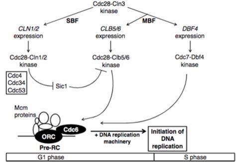 Image result for Pre-Replication Complex