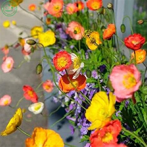 Creative Farmer Flower Seeds : Red Weed Flower Seeds For Office (14 ...