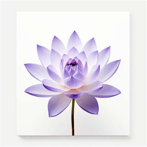 Minimalist Purple Lotus Flower On White Background Canvas Mount ...