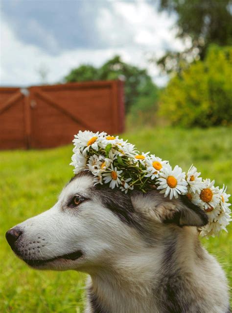 14 Dog Friendly Flowers Safe for Dogs in Your Garden