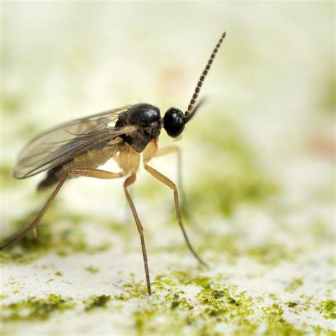 How to Get Rid of Gnats — The Family Handyman
