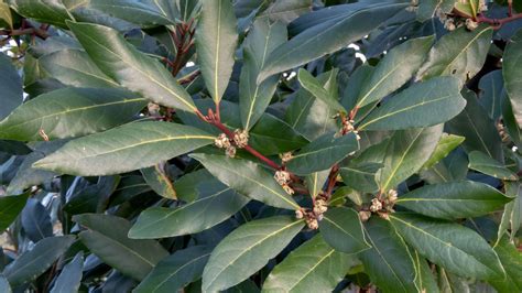 How To Grow A Bay Tree & 5 Best Bay Leaf Uses