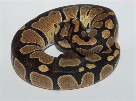 Image result for Normal Ball Python