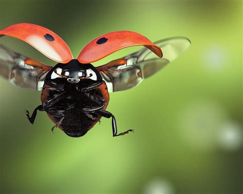 Image result for Ladybug Insect Flying