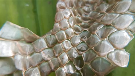 How Do Snakes Move? – Blog